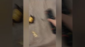 Маша и медведь до весны не будить 2 серия