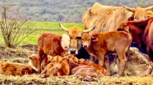 Олег Зубков заезжает в стадо зебу, чтобы пересчитать малышей!