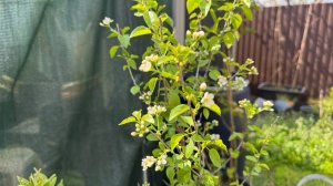 Сажали яблоню, а вырос Чубушник, вот так нас и обманывают.