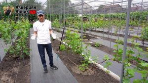 План работ на винограднике в июне (02.06.2024) (Видеоблог Давида Алверцяна)