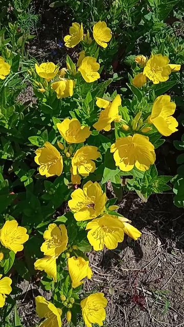 Энотера: это многолетний или однолетний цветок