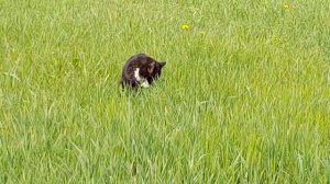 Феликс в траве и среди цветов. 14.04.2026