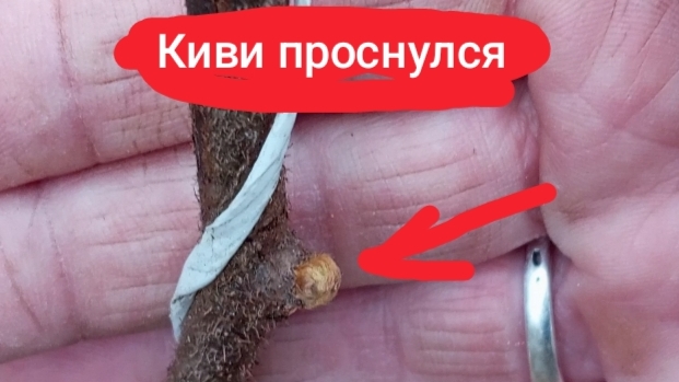 Яйца проверила на оплод на 4е сутки. Киви раскрыла, почки проснулись.