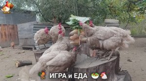 Кормление кур овощами и фруктами для зарядки и от скуки 🥗🐓🤗  (85)