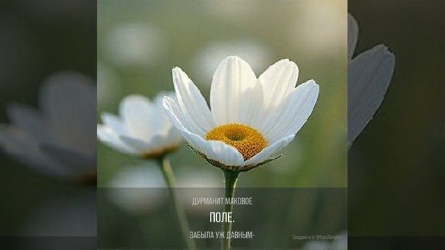 Пахнет бархатом вино