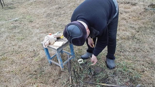 Прививка подвоев  яблонь в приклад в дождливую  погоду