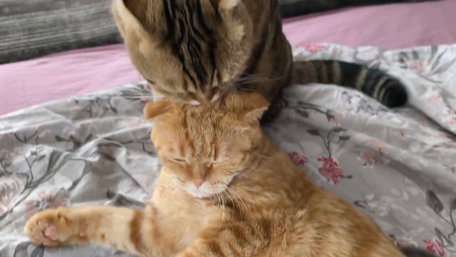 мамины неженки-пироженки😘🥰🍰🍩🍪