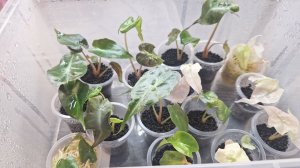 Как адаптируются мои клоны, покажу подрощеные растения из клонов