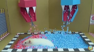 Хомячок убегает из красочного лабиринта с пауком! 10 часть