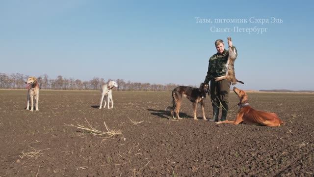 Охота с борзой Тазы. Питомник Сэхра Эль. Tazy’s work 2021