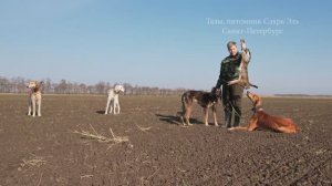 Охота с борзой Тазы. Питомник Сэхра Эль. Tazy's work 2021