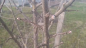 ОБХОД САДА НА 14 АПРЕЛЯ 2026 ГОДА