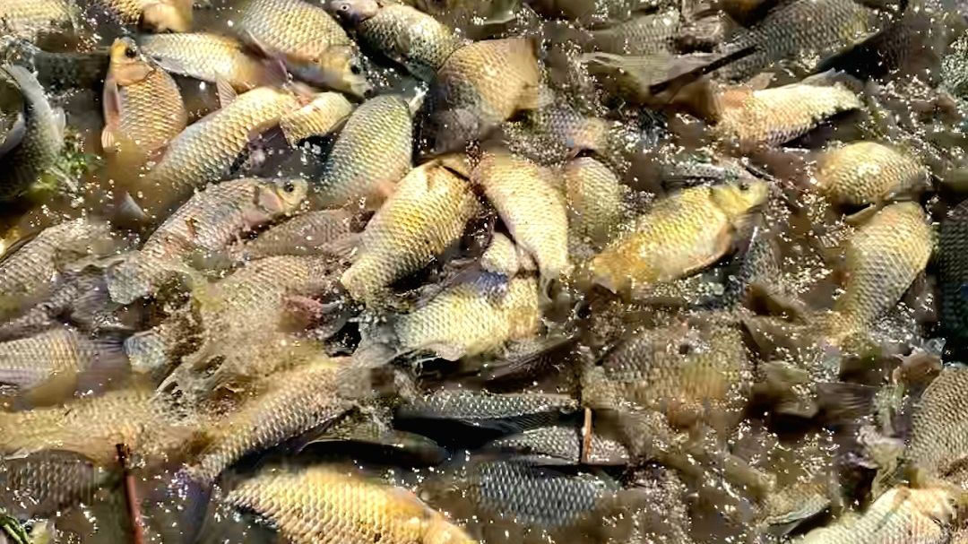 НАШЁЛ ЛУЖУ ПОЛНУЮ РЫБЫ 30 СМ ГЛУБИНЫ рыбалка на удочку весной