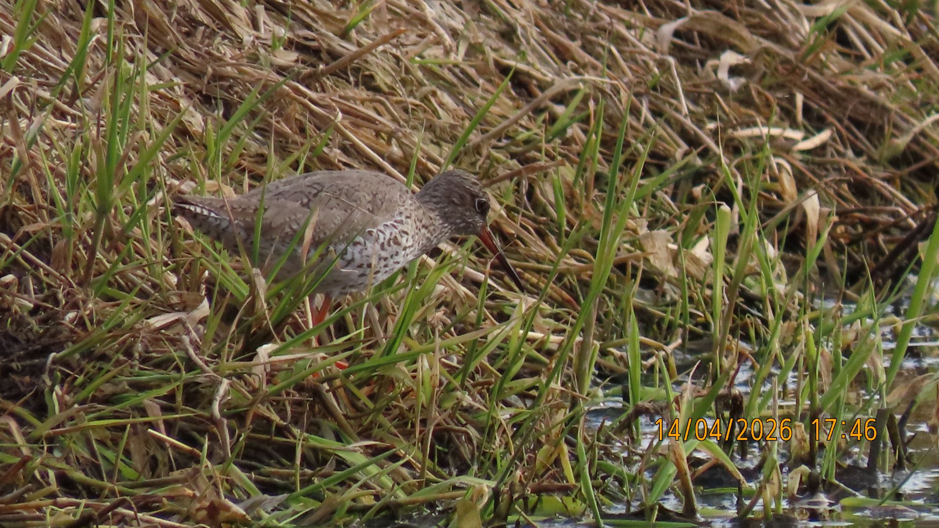 Водяной пастушок на Ижоре в Межстоличьи