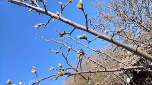 Под красивую музыку просыпается природа 🌳