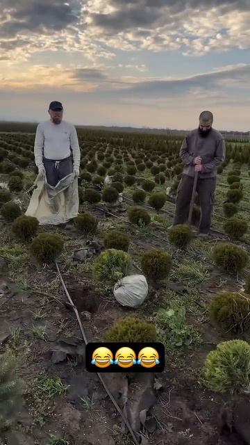 Как напрягать Руководителя?  Озеленение Посадка Елки Туи #горы #snow #эльбрус #команда #атрэвел