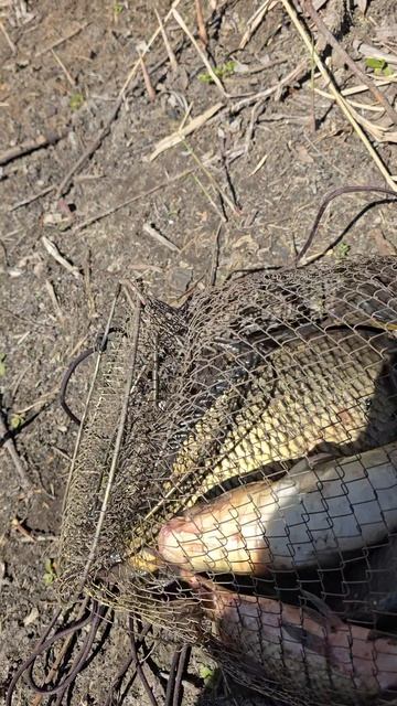 Рыбалка.Дубровка. Белгородская область, Ракитянский район 20 апреля 2025г.