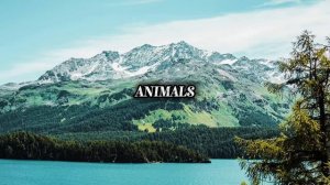 BTS - Like Animals | Lyrics