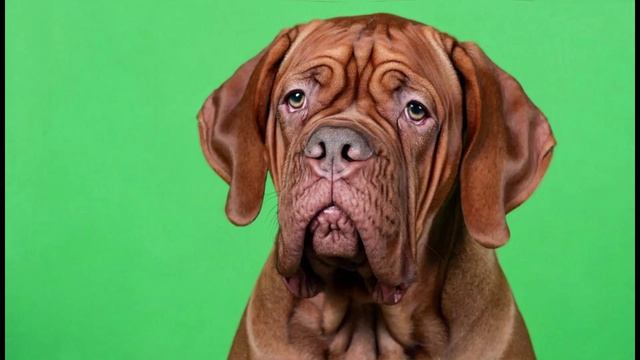 ФУТАЖ - БУЛЬДОГ- ХРОМАКЕЙ НА ЗЕЛЕНОМ ФОНЕ