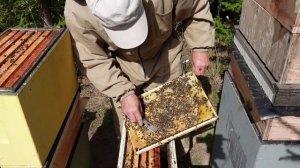 Как помочь слабым отводкам весной