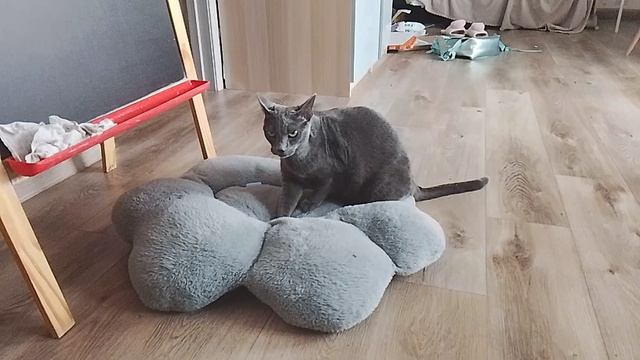 кот тапает на табо лапку
