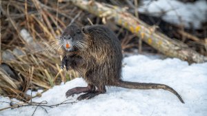 Болотный бобр: большая крыса или сплошное очарование