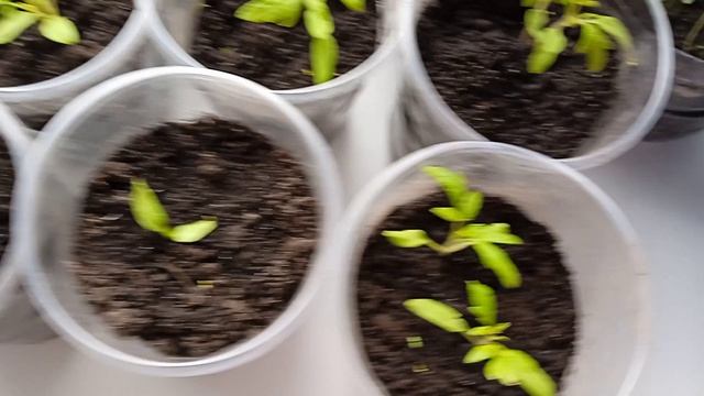 Томаты тормозят, надо им пиннок поддать для ускорения роста❤