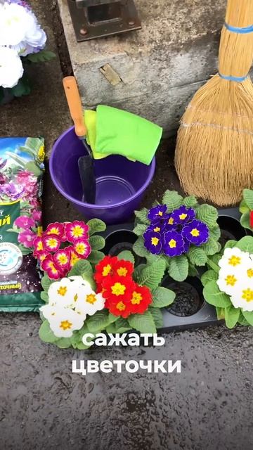 Сажаю примулу на могиле к Пасхе!
