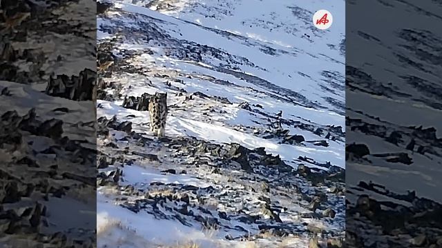 Барс с необычным хвостом живёт в Горном Алтае. Выбираем имя хищнику всей страной