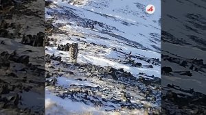 Барс с необычным хвостом живёт в Горном Алтае. Выбираем имя хищнику всей страной