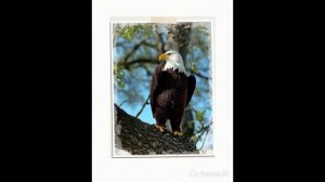 Ожившие вязаные животные. Каждое можно связать по описаниям на моём канале