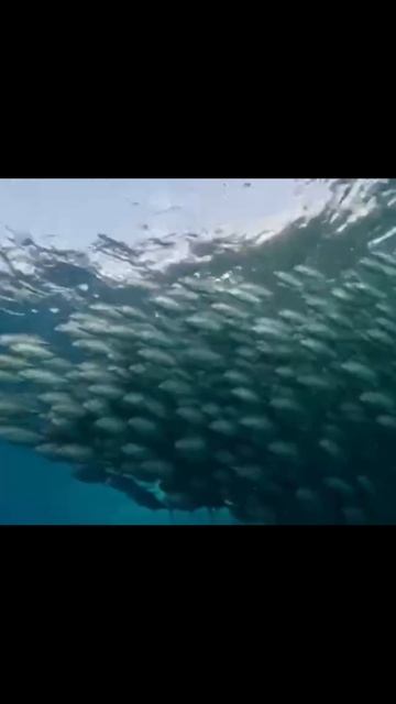 #рыба #школа #океан #морскаяжизнь #рекомендации