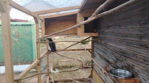 Ворон Гриша 14 апреля, с праздником