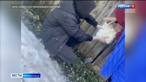 Сразу двум животным помогли спасатели в Нижнем Новгороде