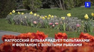 Тюльпаны на Матросском бульваре радуют севастопольцев и гостей