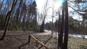 Апрель в лесу. Ветреницы и медуница. 14 апр 2026 Пермь.