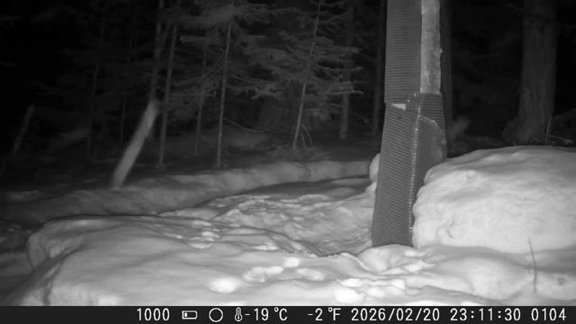 Видео от Красноярская тайга. Фотоловушки