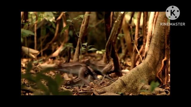 Cuties Animals Babys.