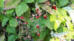 2343. Рассадный 2026 г. Снимаем укрытие со школки клубничной.