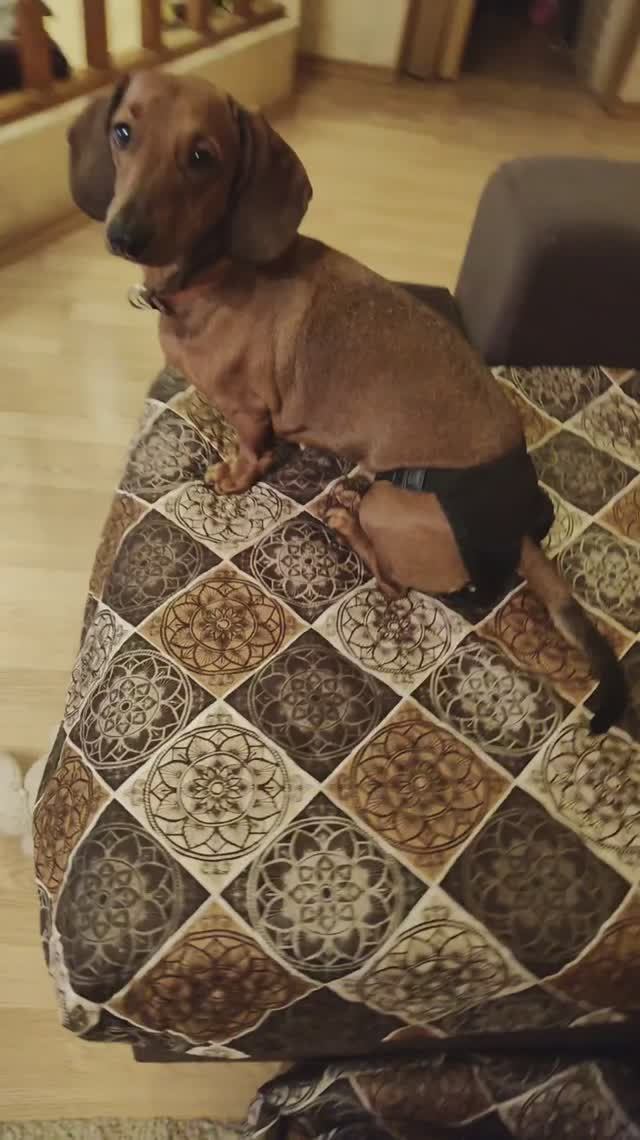 Гигиенические штанишки должны быть у каждой таксодевочки