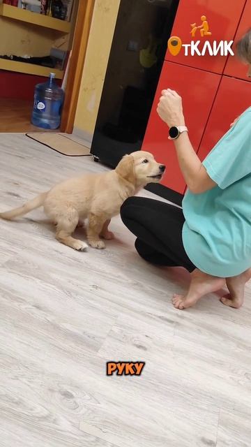 Укладываем со собаку.