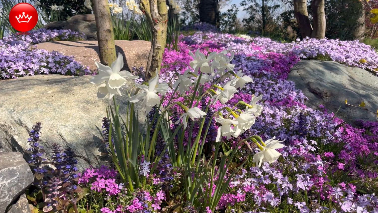 🌞👉Парк Галицкого покажем что цветет апрель 2026.