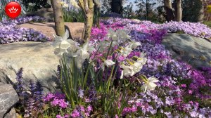 🌞👉Парк Галицкого покажем что цветет апрель 2026.