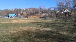 Утренний променад