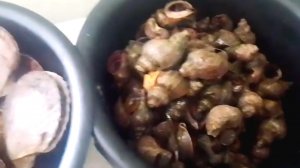 Сахалинский, морской трубач.