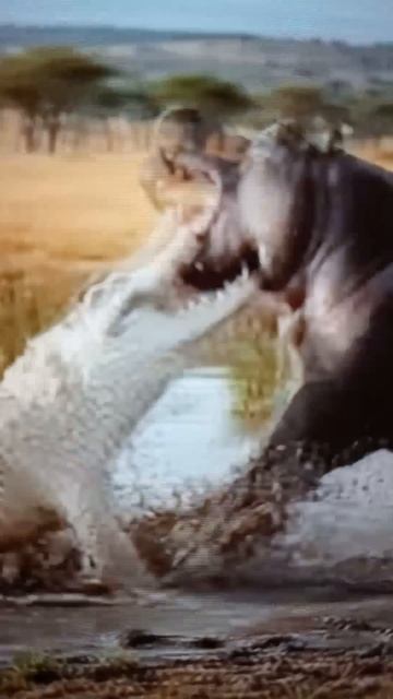 Схватка крокодила с бегемотом