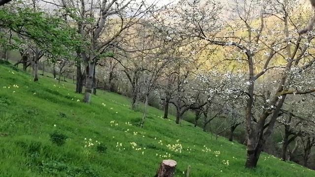 Красивая весна персики расцвели птицы поют красиво весенний пейзаж в горах Дагестана