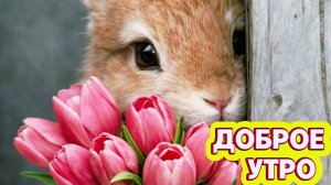 Доброе утро: красивые открытки и утренний позитив | Домохозяйка Ната