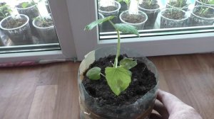 Если сохнет рассада