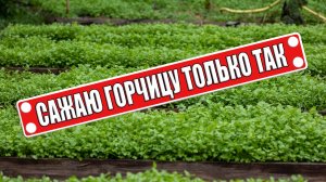 Сажаю горчицу только так